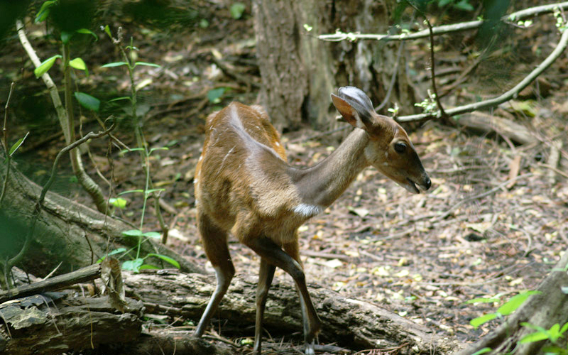 File:Bushbuck3.jpg