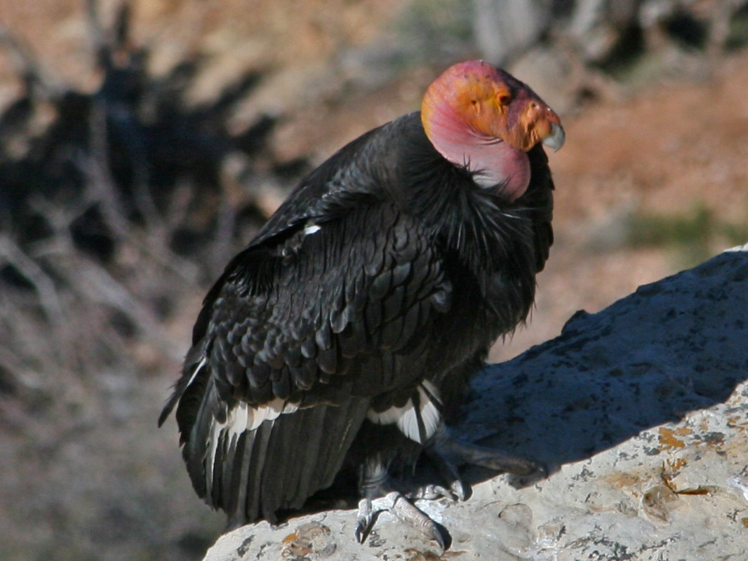 Wind Energy Company in the Business of Saving Condors