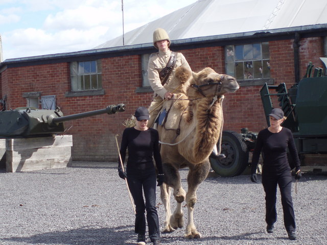 File:Camel at Fort Nelson - geograph.org.uk - 599850.jpg