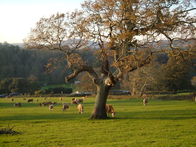 File:Cattle in Blachford Park - geograph.org.uk - 273301.jpg