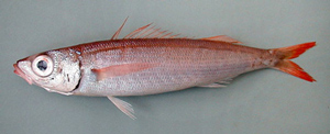 <i>Centracanthus cirrus</i> Species of fish