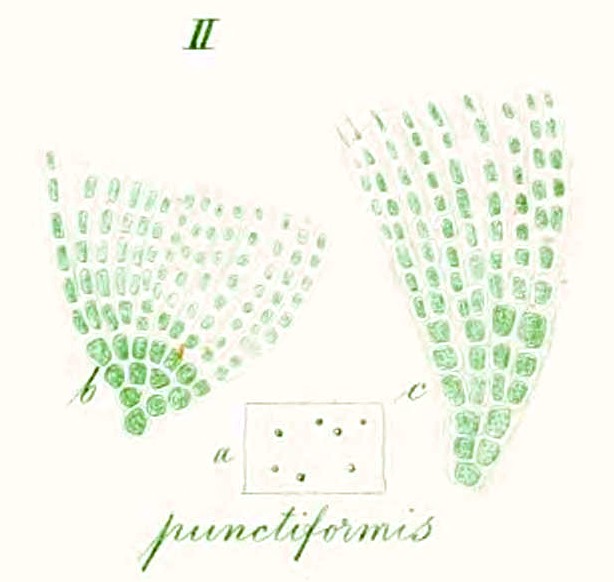 File:Chaetophora punctiformis in Kützing 1853.jpg