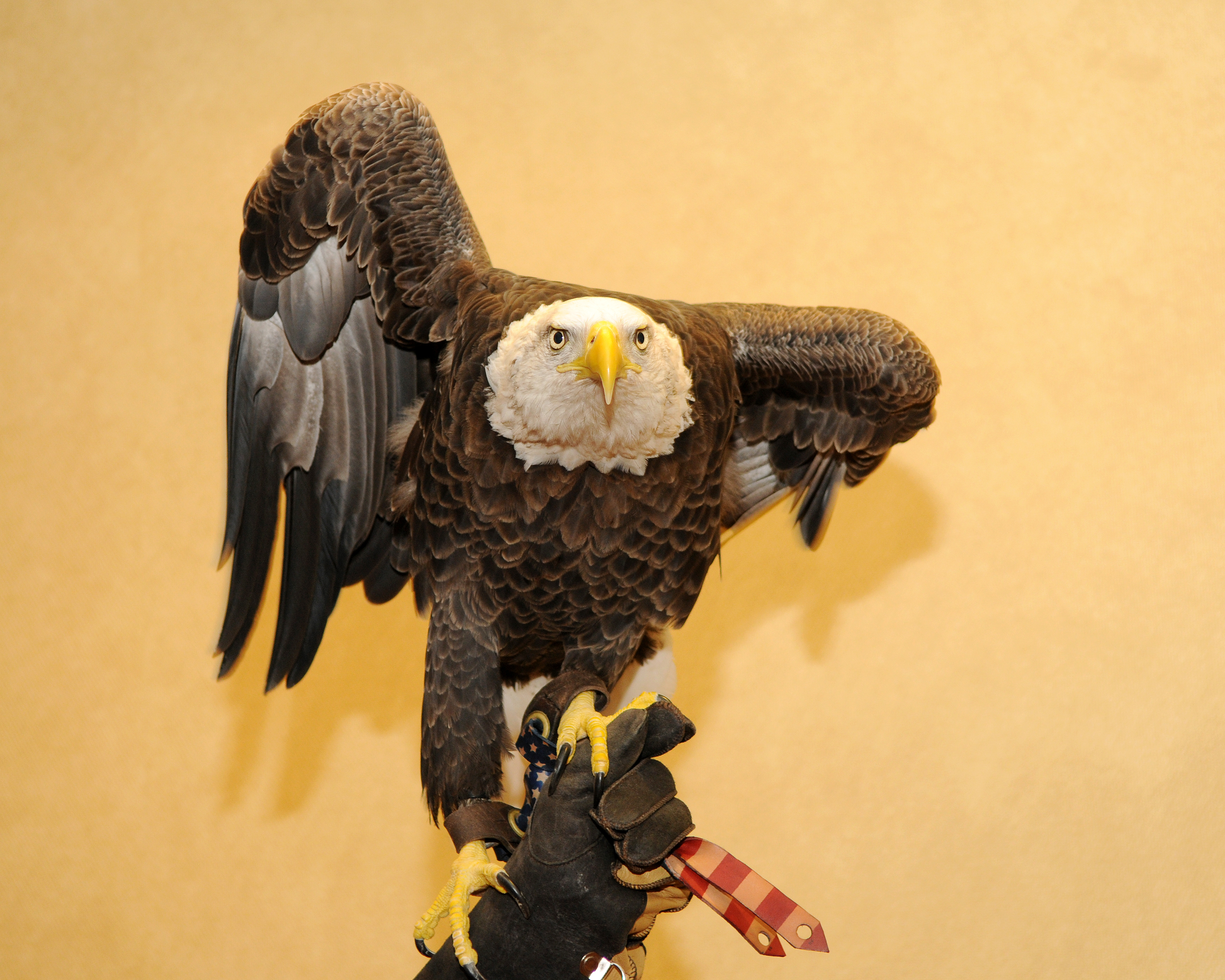 Challenger (eagle) - Wikipedia