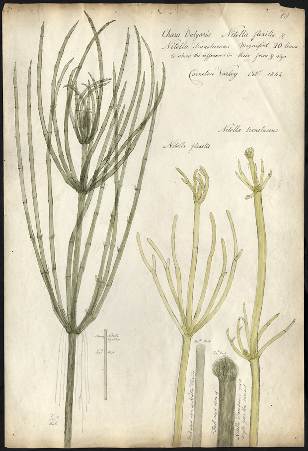 Chara vulgaris. Chara vulgaris Linnaeus строение схема. Нителла картинка черно-белая.