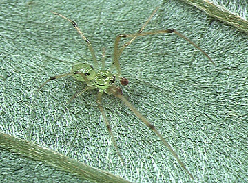 File:Chrysso.viridiventris.male.-.tanikawa.jpg