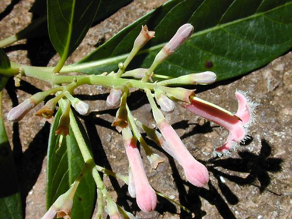 Cinchona calisaya, especie sobre la que Maldonado ha realizado estudios.