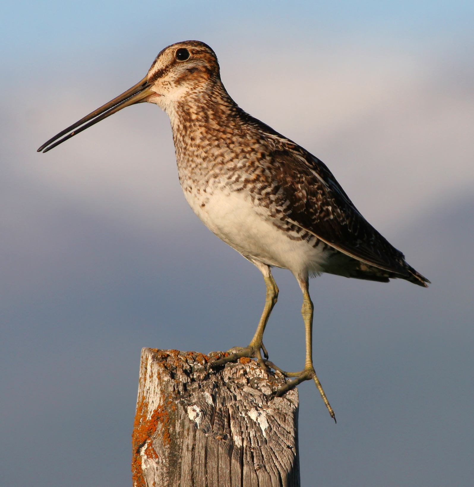 Common_snipe_fencepost.jpg