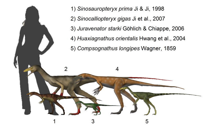 Compsognathids BW.png