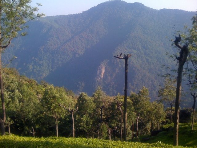 File:Coonoor tea Estate - panoramio.jpg