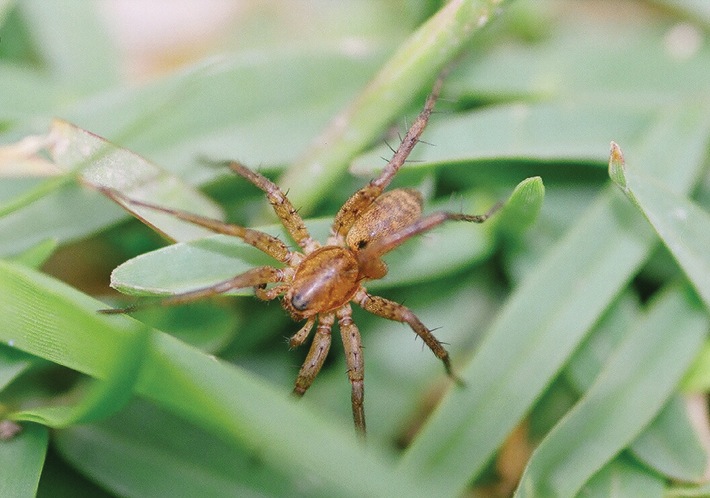 File:Copa kei male - ZooKeys-276-001-g001-6.jpeg