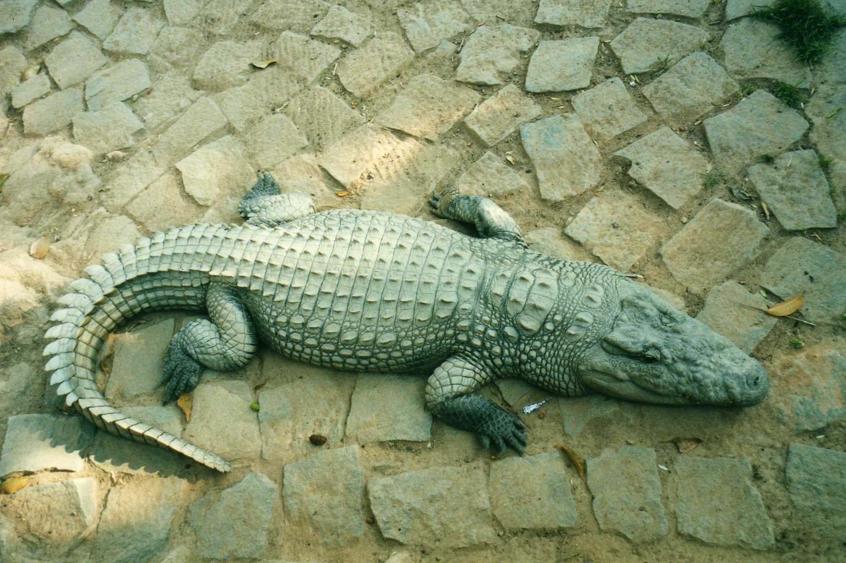 Crocodylus_niloticus_ Tsimbazaza_Zoo%2C_Antananarivo%2C_Madagascar 8a