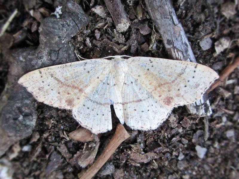 File:Cyclophora punctaria (Maiden's Blush), Swalmen, the Netherlands.jpg