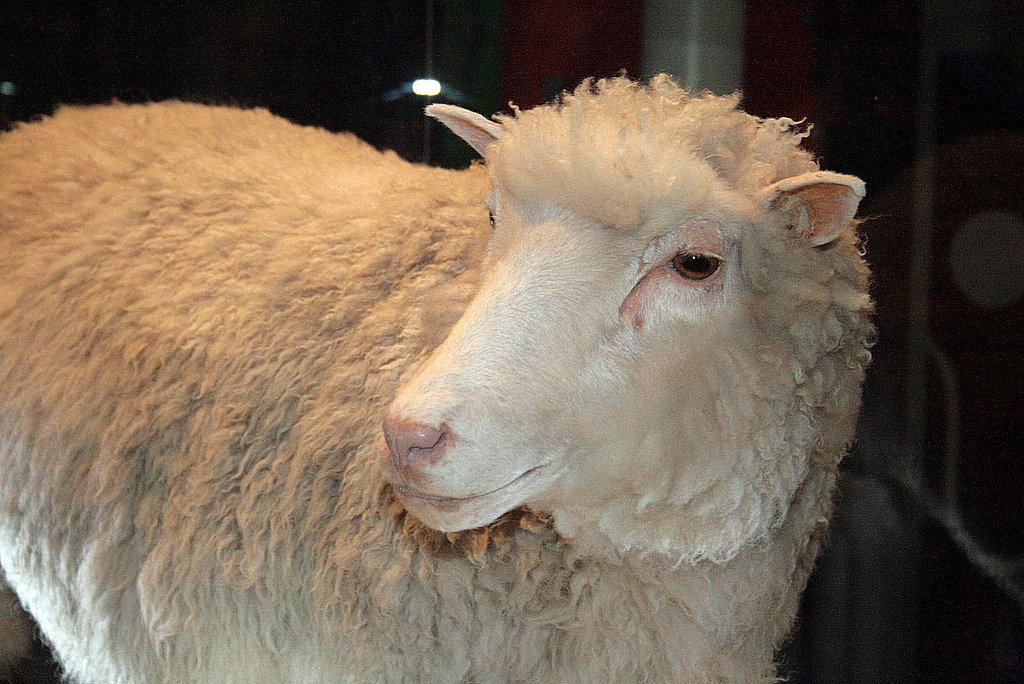 Долли (овца) — Википедия