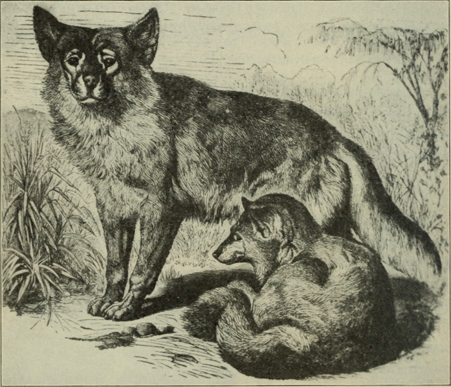 File:Domesticated animals and plants; a brief treatise upon the origin and  development of domesticated races, with special reference to the methods of  improvement (1910) (20802751428).jpg - Wikimedia Commons