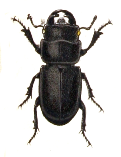 File:Dorcus.parallelipipedus.-.calwer.22.22.jpg