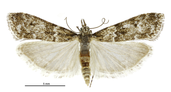 File:Eudonia manganeutis male.jpg
