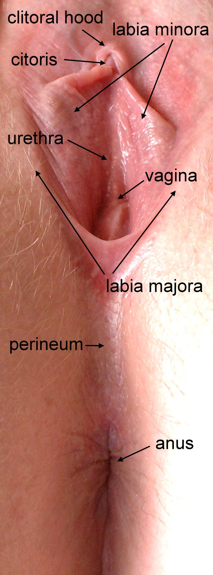 Labeled pictures of the vagina