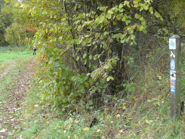 File:Ferschweiler Plateau Rundweg - geo.hlipp.de - 14748.jpg