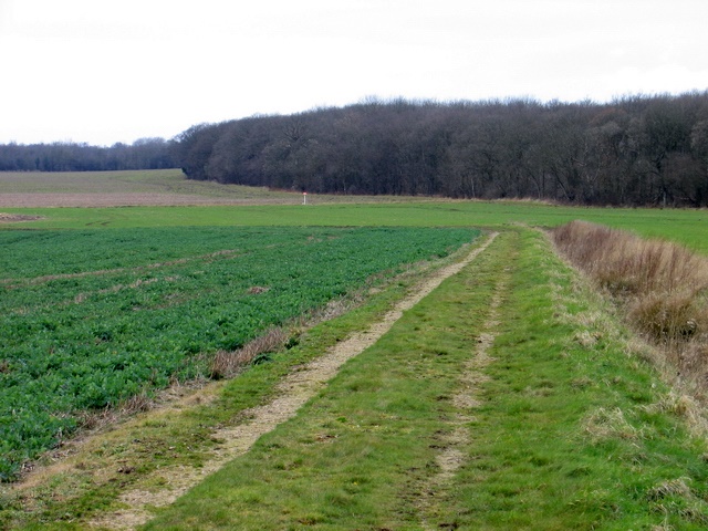 File:Field track leading to Little Haw Wood - geograph.org.uk - 363153.jpg