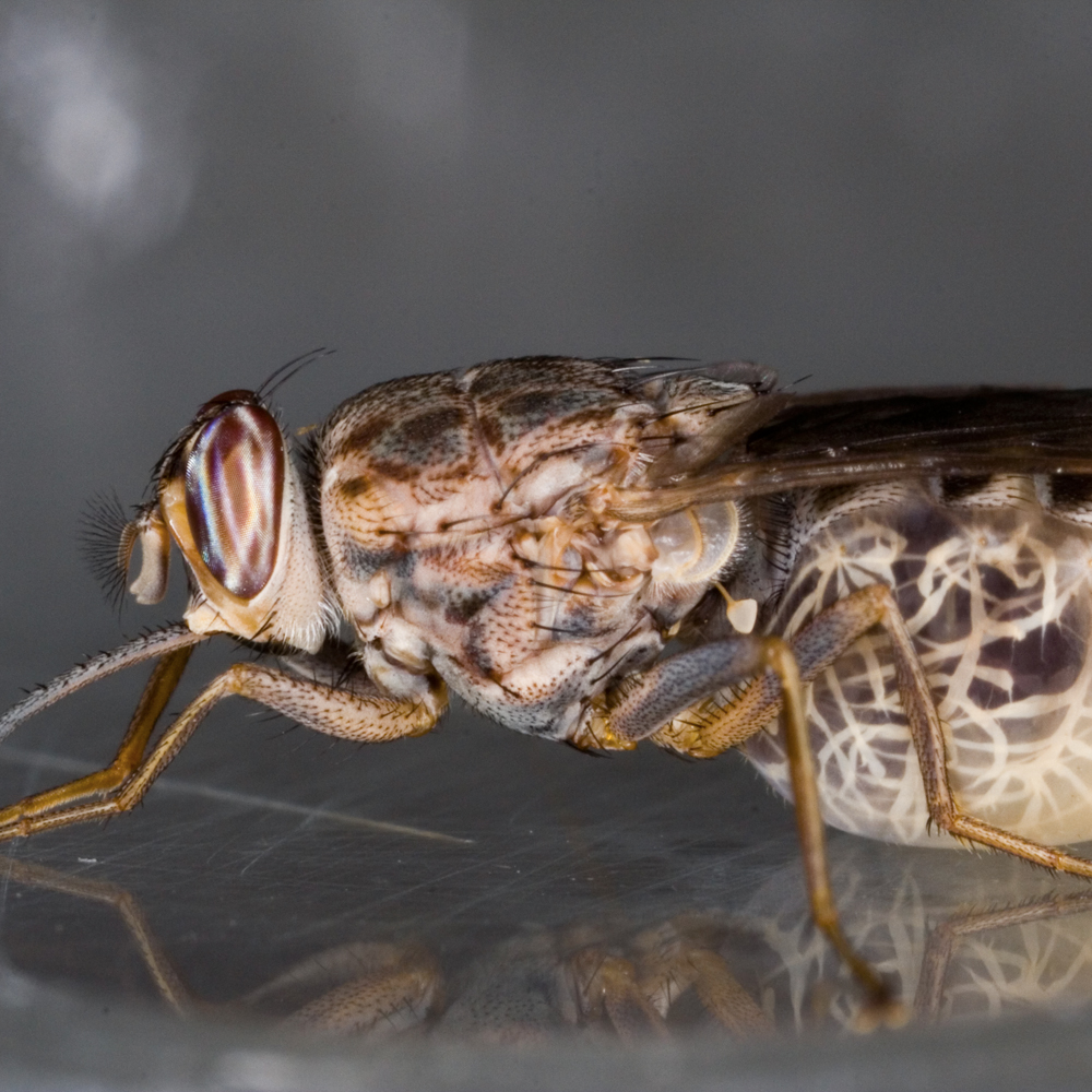 Tsetse fly