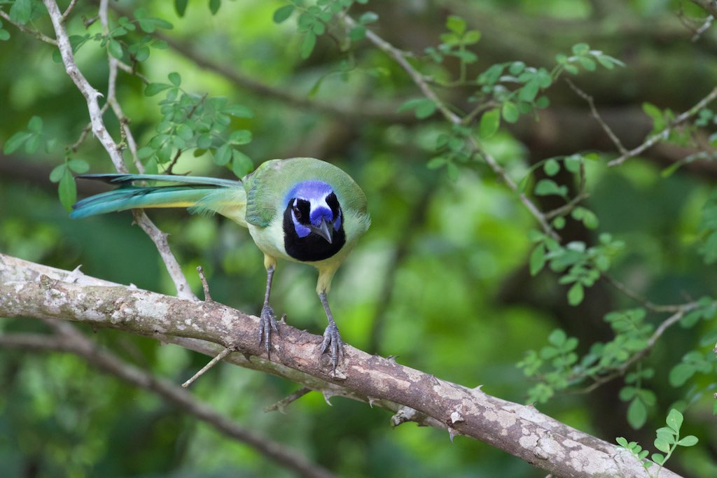 Green Jay-Laguna Atascosa NWR-TX - 2015-05-15at11-38-252 (21582756066).jpg