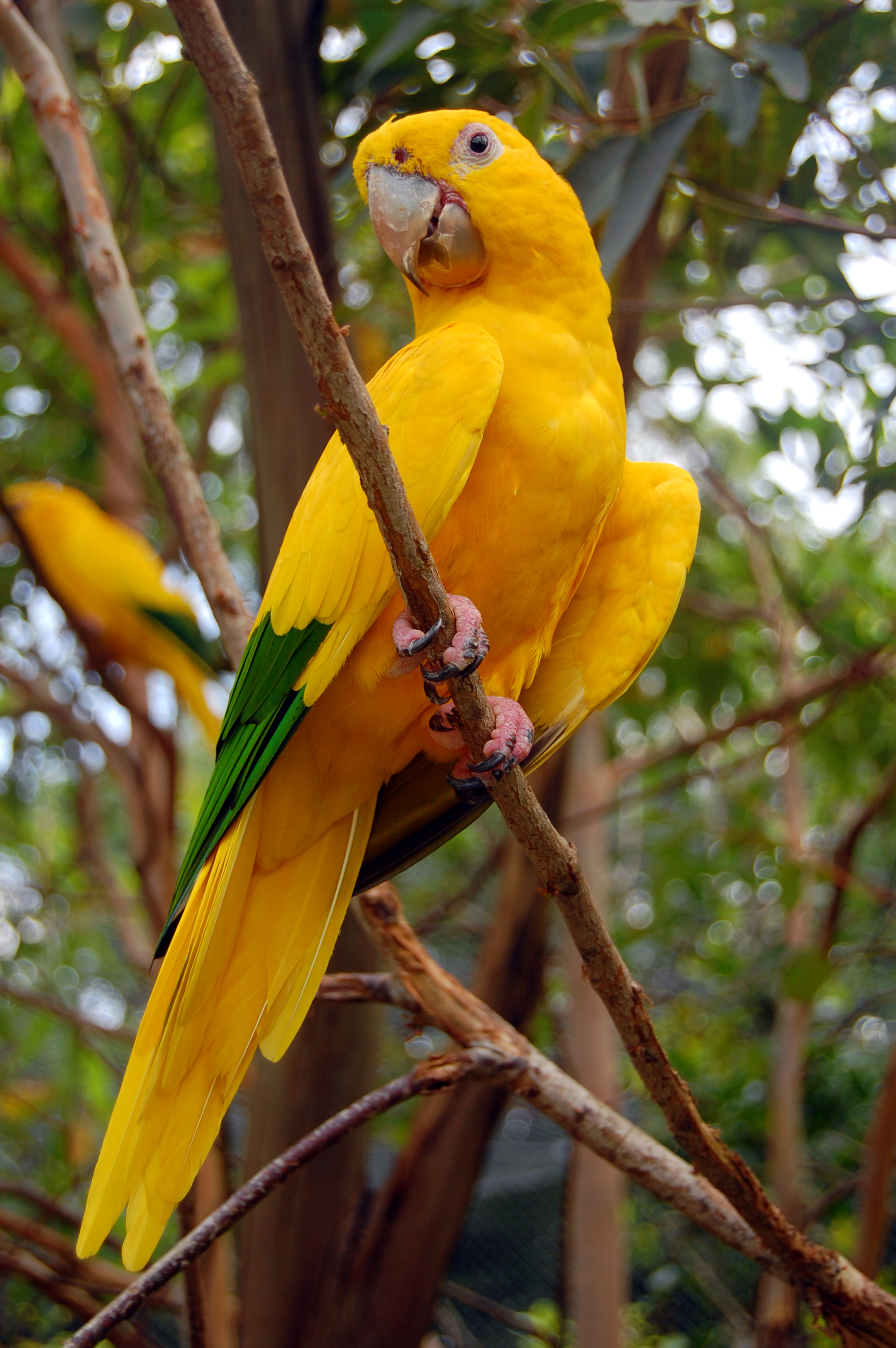 ararajuba (Guaruba guarouba)  WikiAves - A Enciclopédia das Aves do Brasil