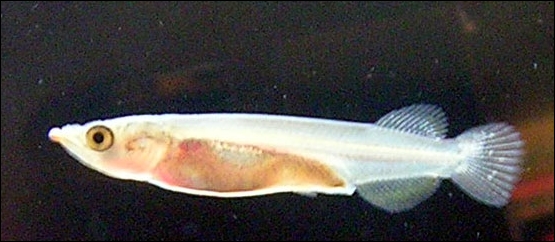 File:Halfbeak fry.jpeg