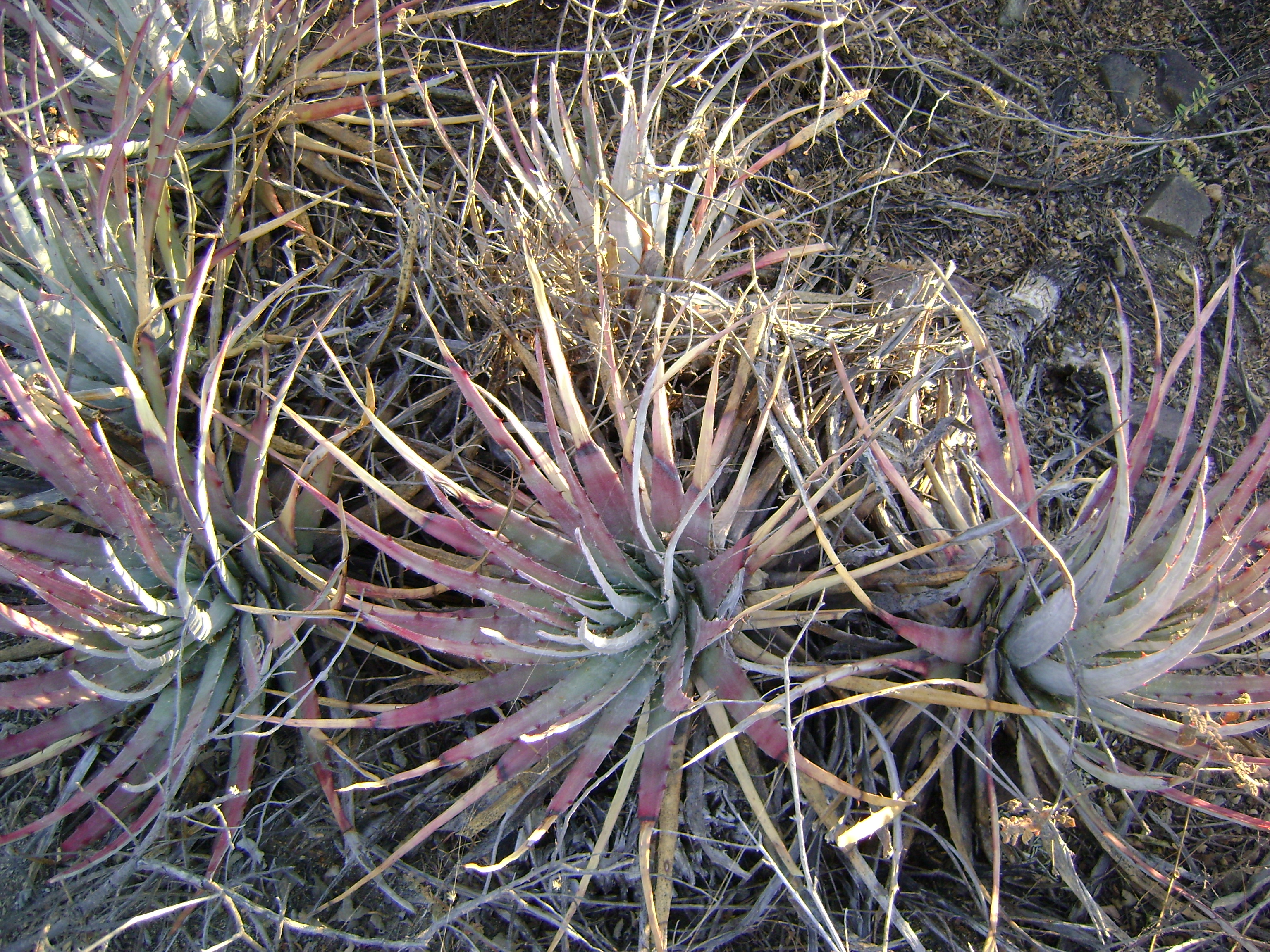 Hechtia species (5747077585).jpg