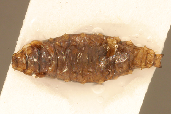 File:Helaeomyia.petrolei.larva.-.sbmnh.jpg