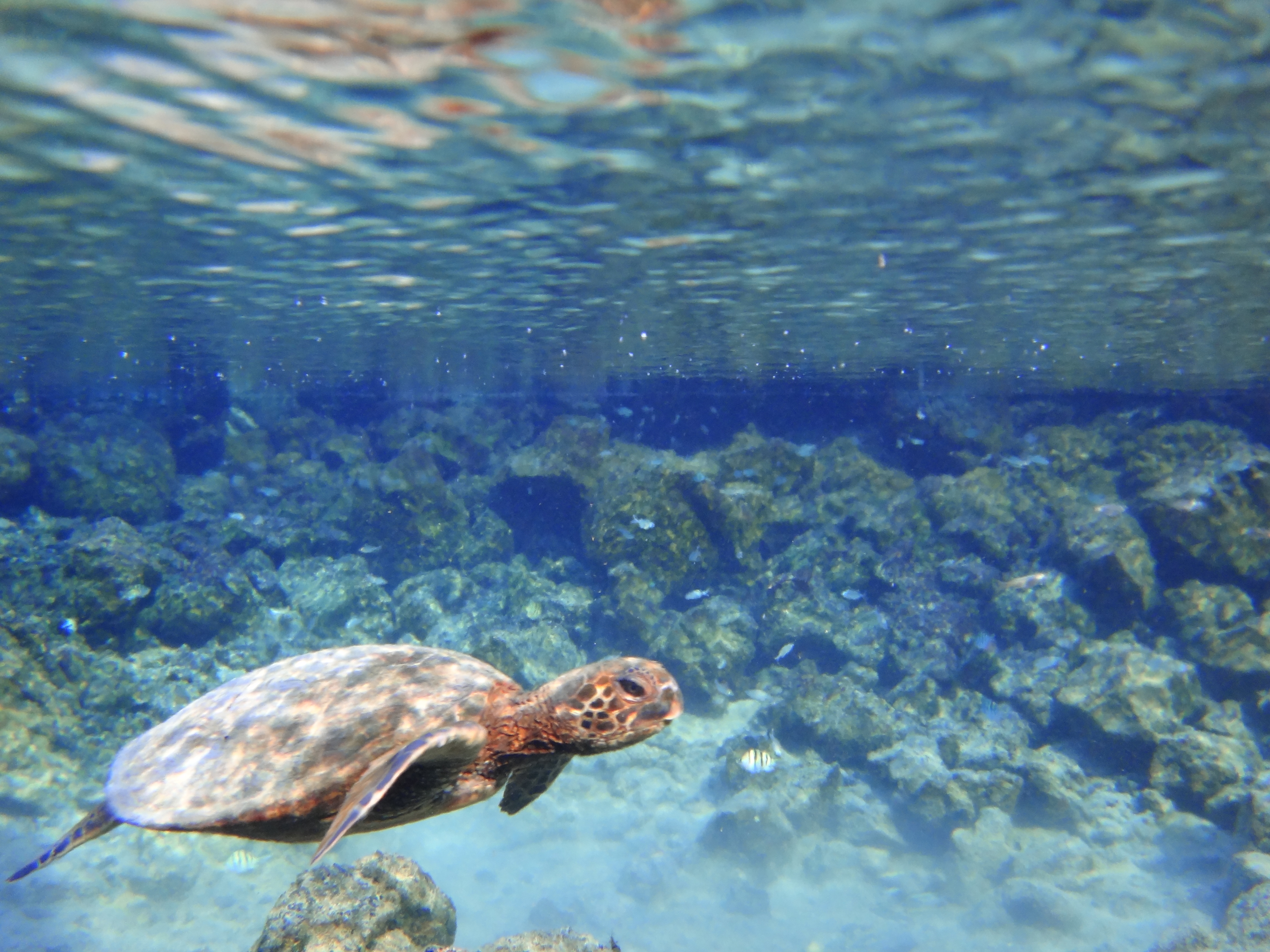 Плавающая в море черепаха 5. Морская черепаха. Плавание с черепахами. Черепаха плывет по морю.