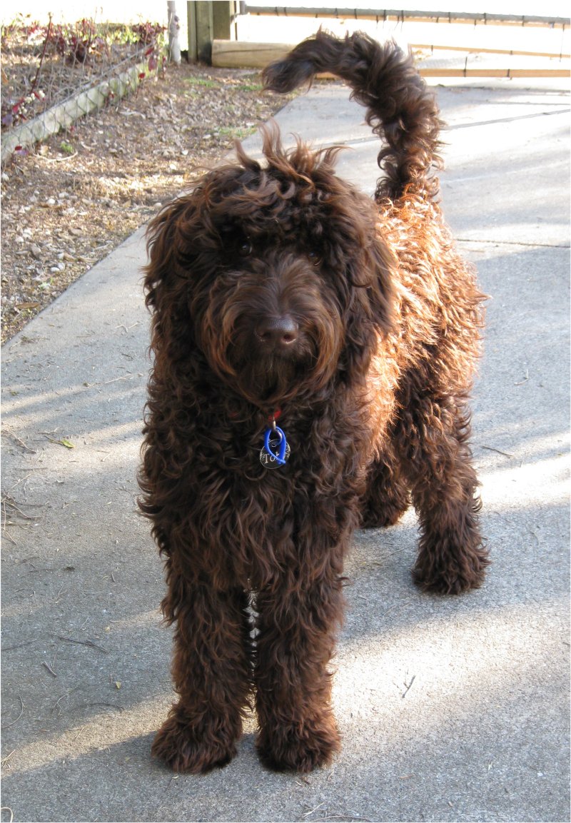 son raros los labradoodles de chocolate