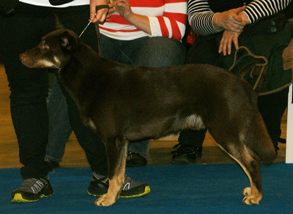 File:Lapponian Herder brown & tan.jpg