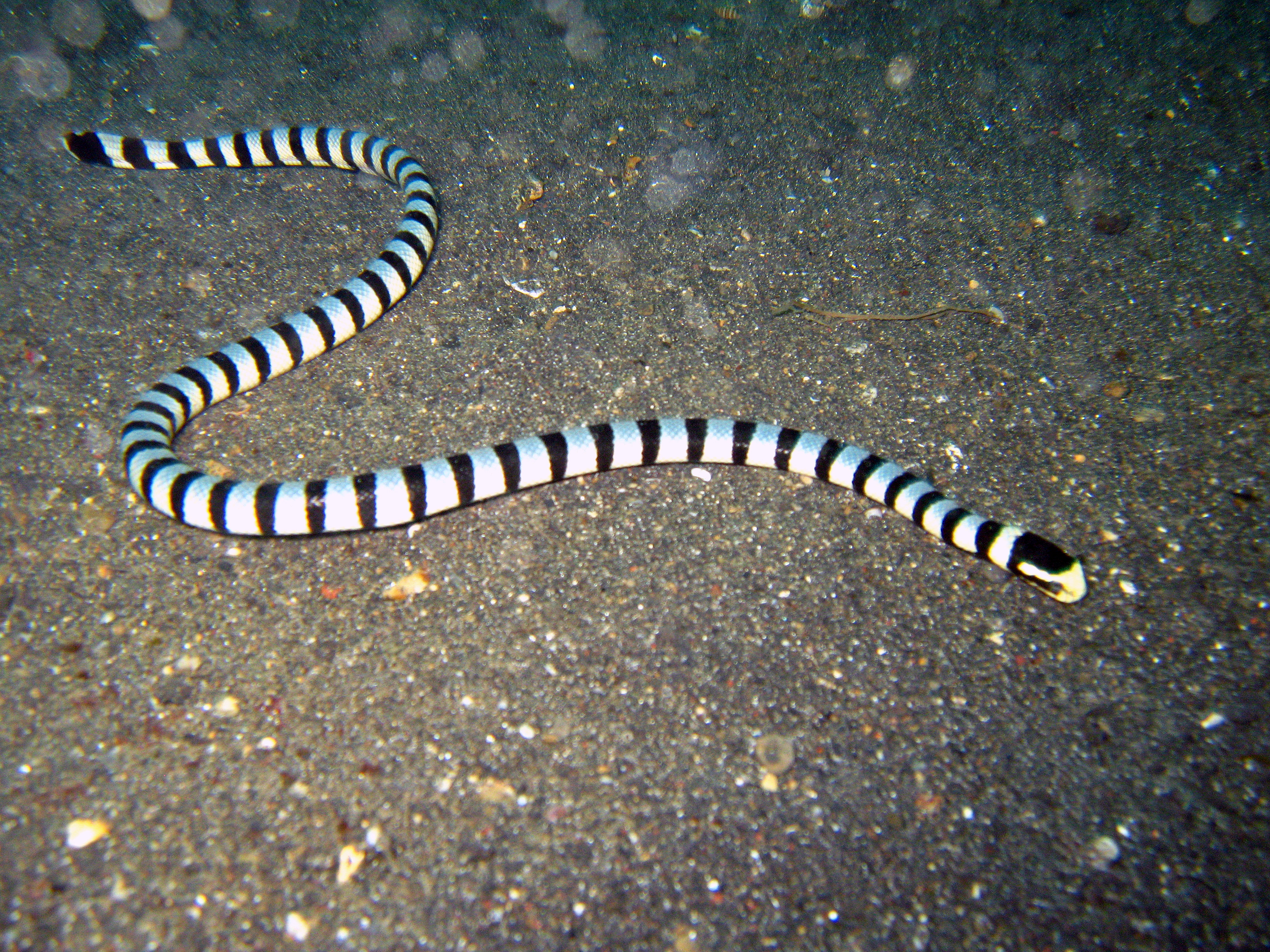 banded sea snake tail