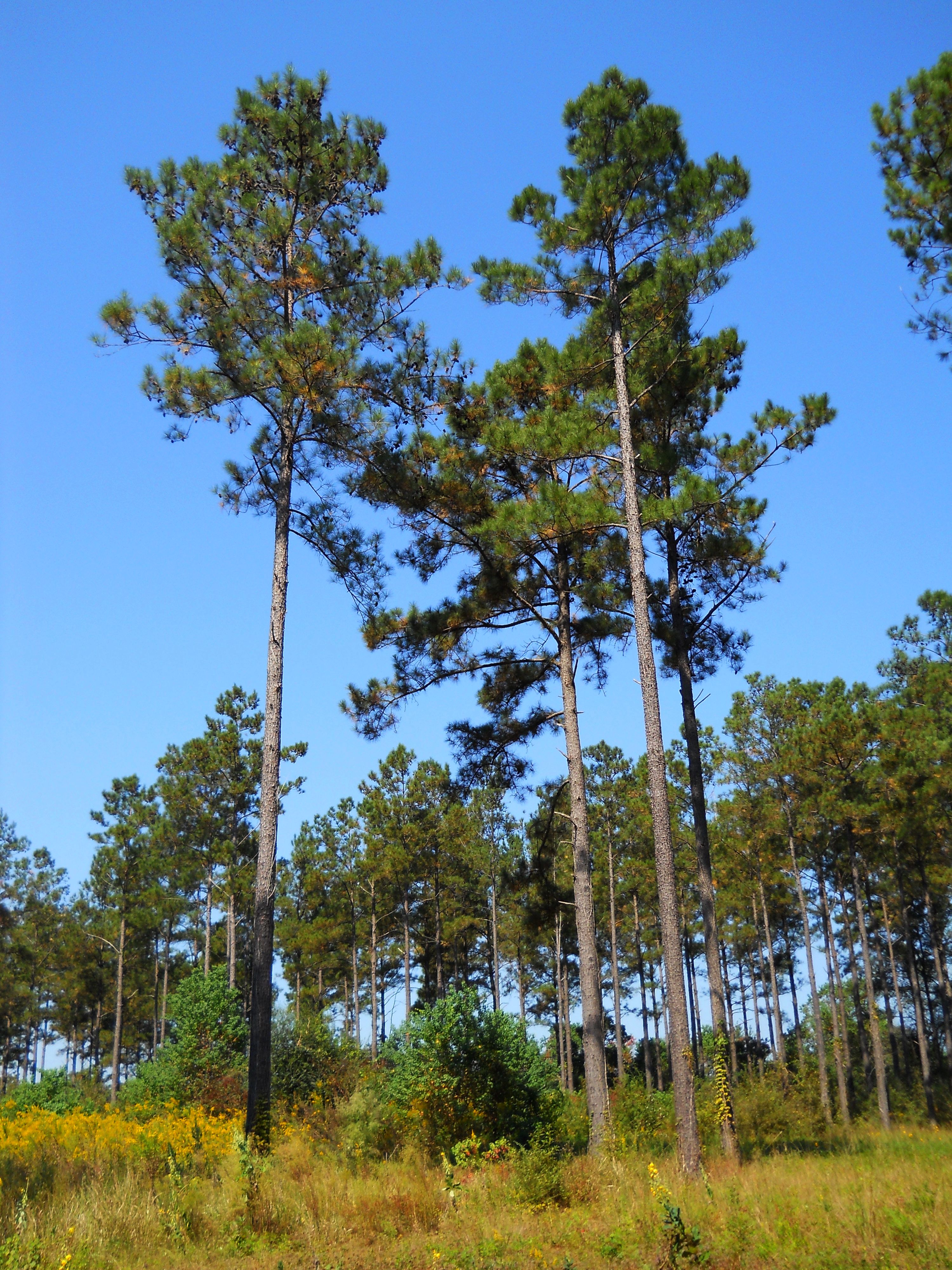 how tall can a loblolly pine get