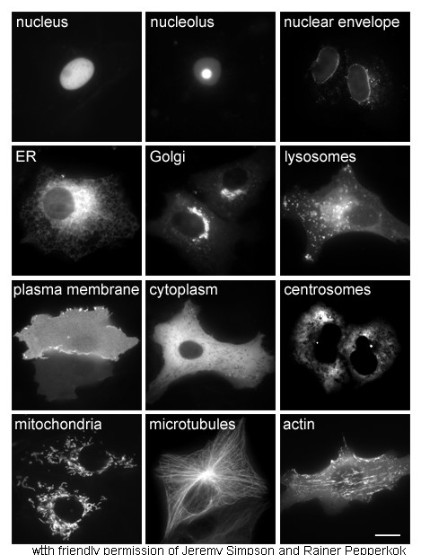 cytoplasm