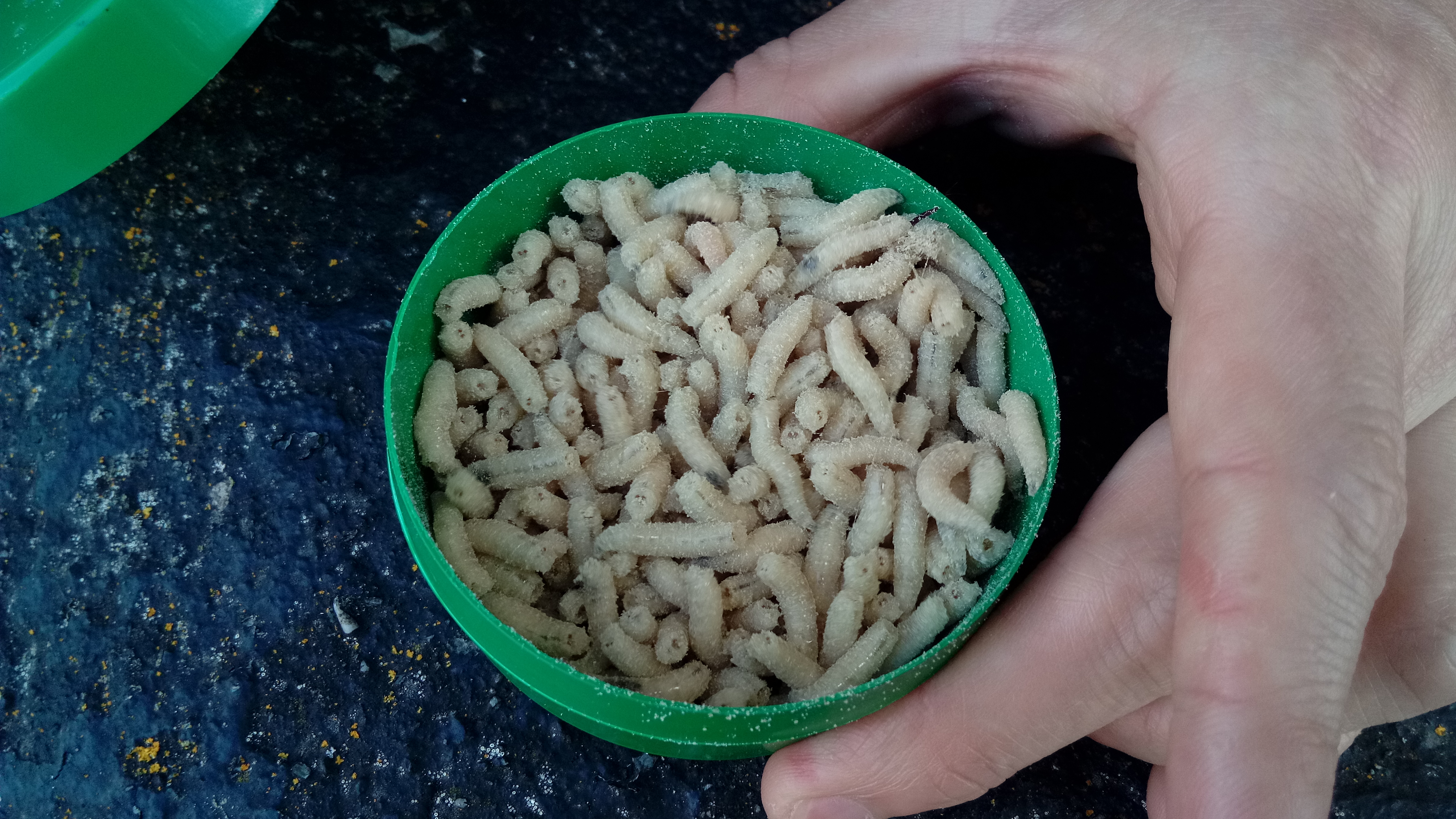 Maggots_for_fishing%2C_Winschoten_%282020%29_02.jpg