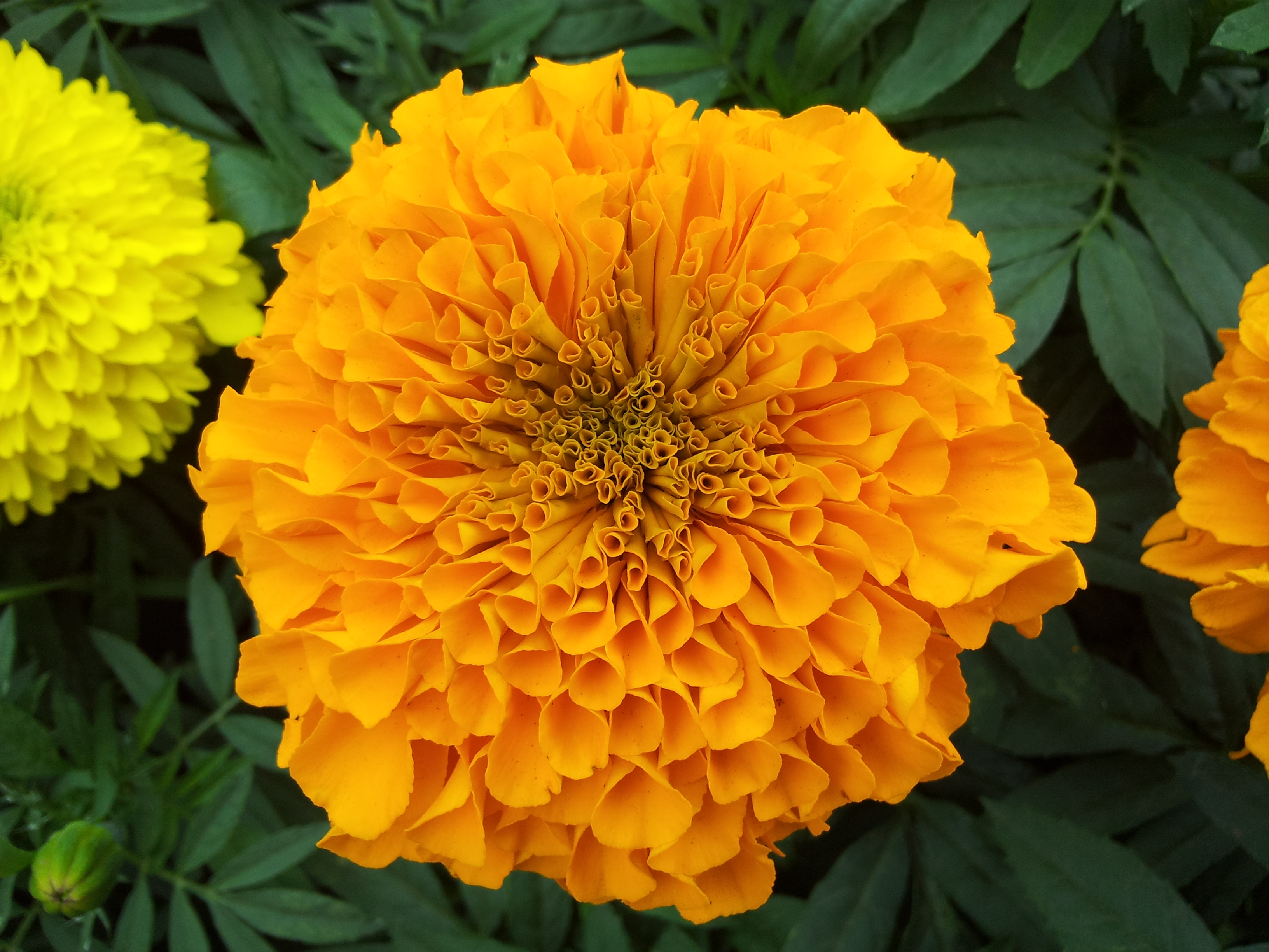 File:Marigold at Lalbagh Flower show August 2012  - Wikimedia  Commons