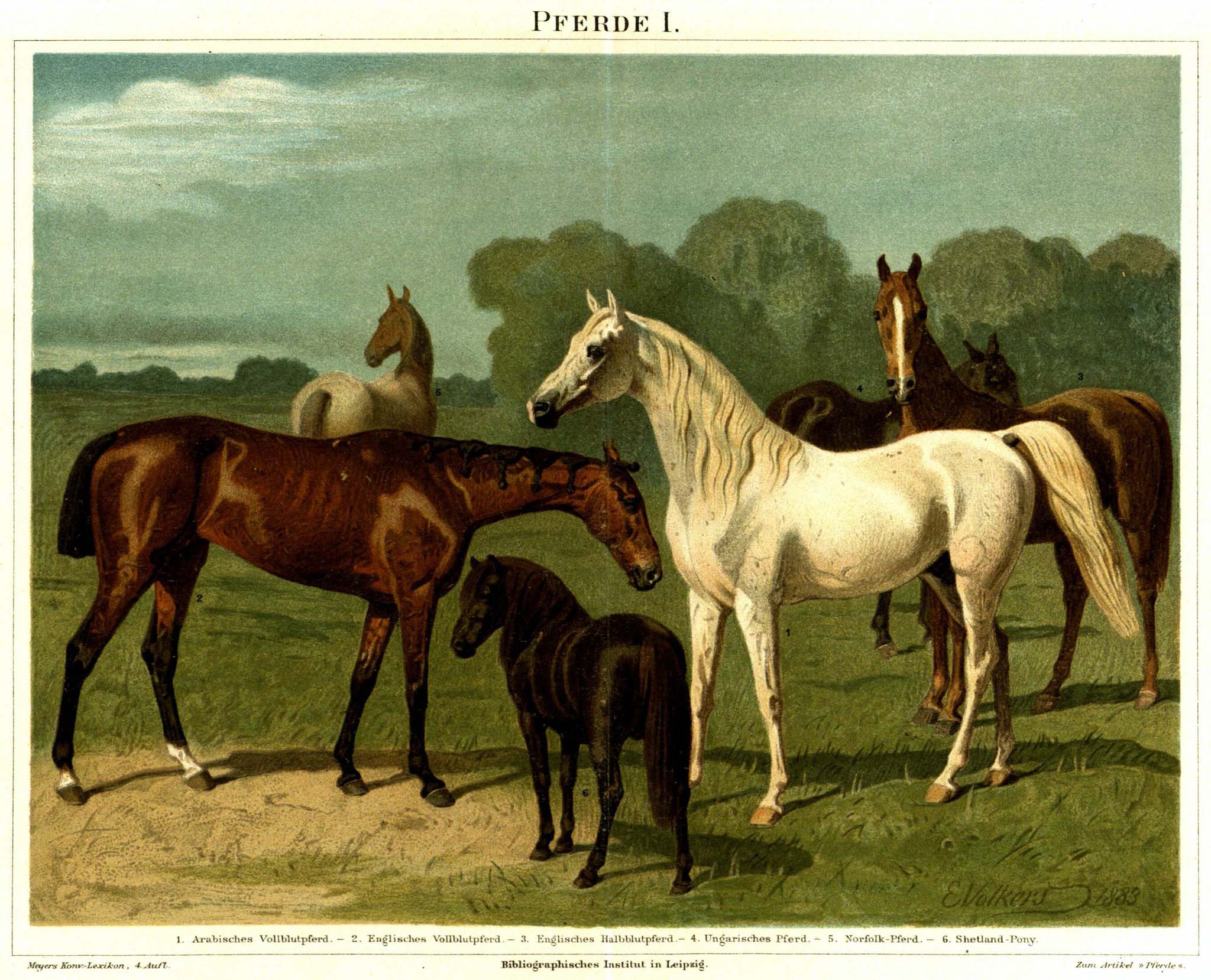 list of horse breeds  wikipedia