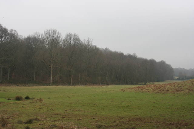 File:Millpond Wood - geograph.org.uk - 1704081.jpg