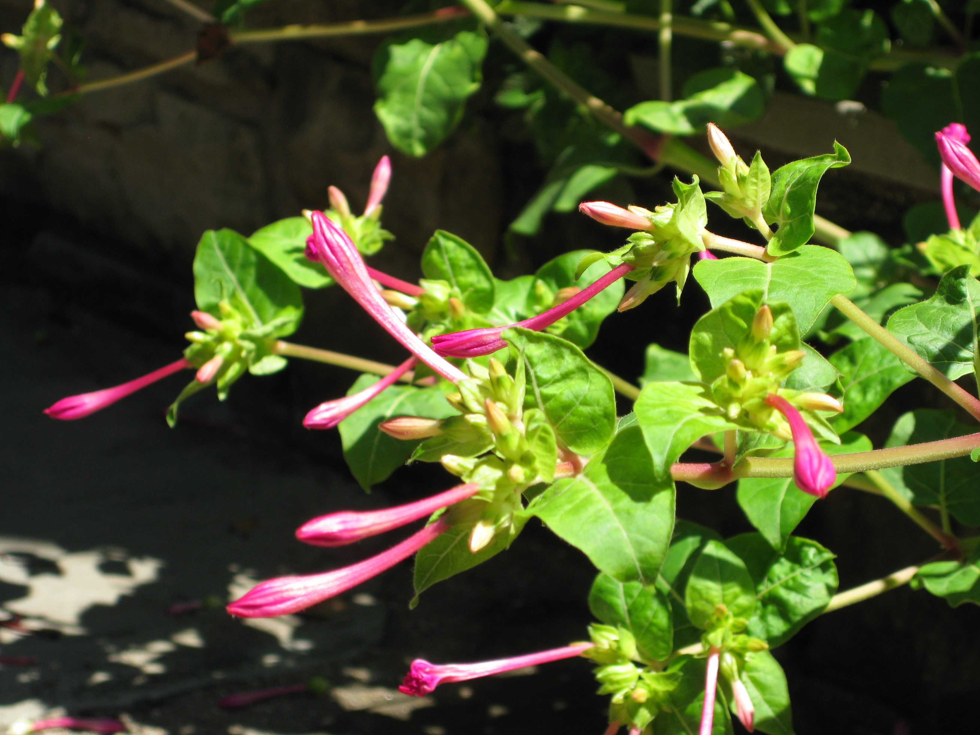 Mirabilis jalapa - Wikipedia