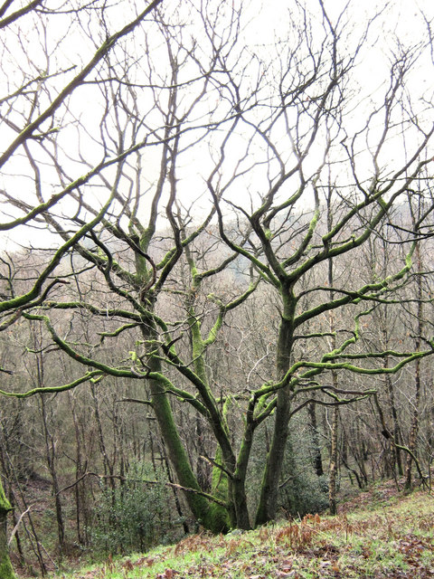 Mossy Oak Tree