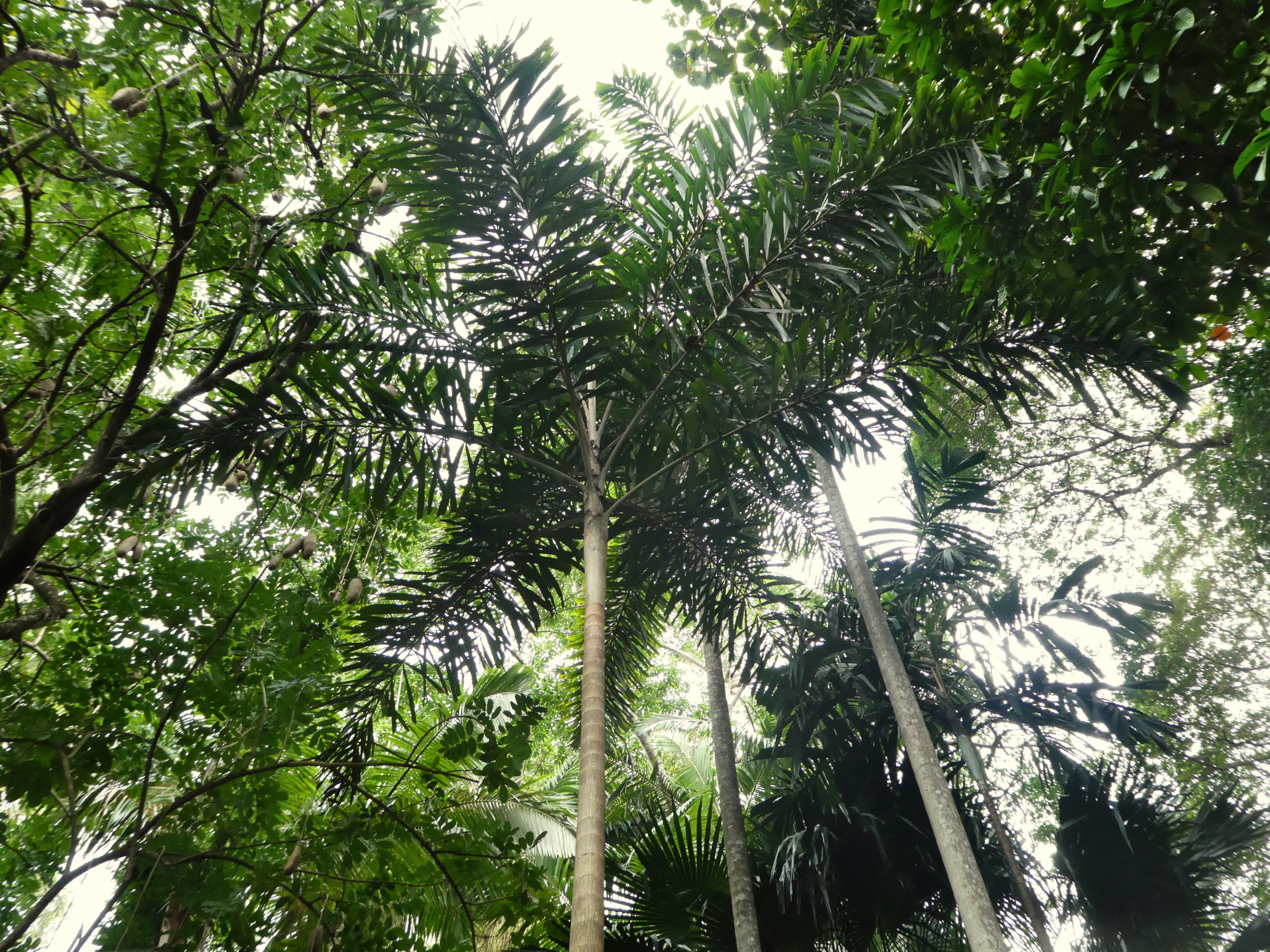 Black Palm  The Wood Database (Monocot)