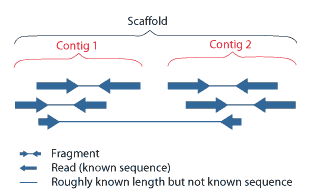 <span class="mw-page-title-main">Scaffolding (bioinformatics)</span>