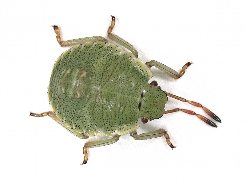 File:Palomena prasina (Pentatomidae) (Green shield bug) - (nymph), Arnhem, the Netherlands.jpg