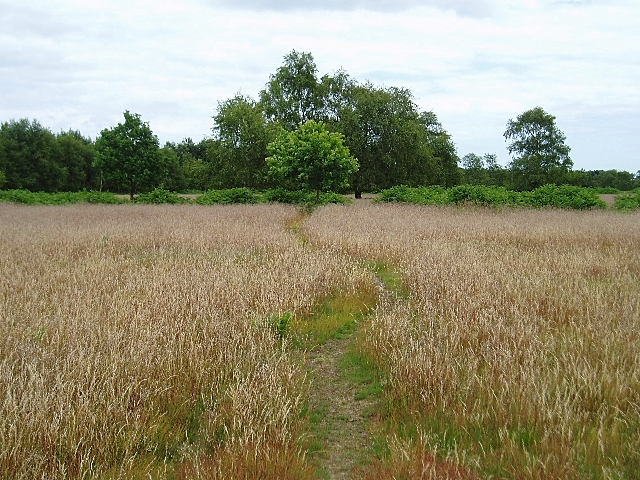 Path through the grass - geograph.org.uk - 192223