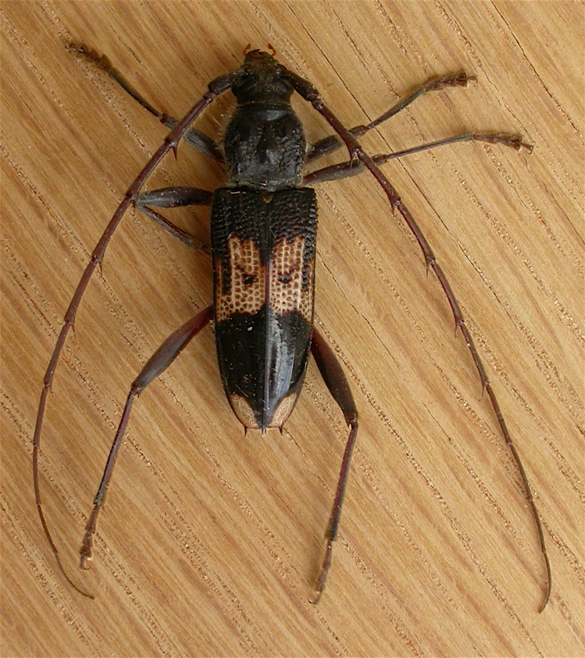 Phoracantha_semipunctata.jpg