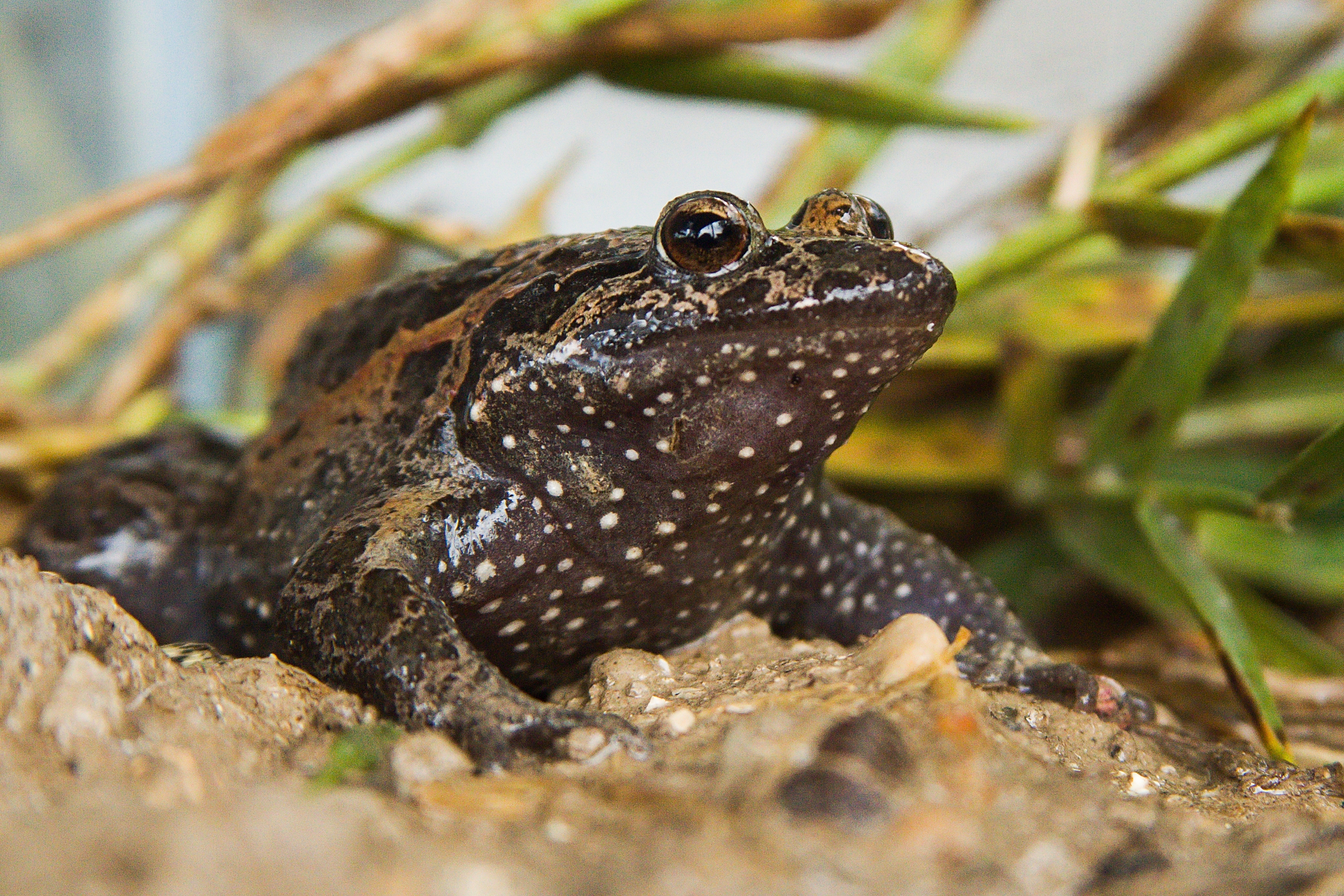 Check out Israel's 10 most unusual wild animals - ISRAEL21c