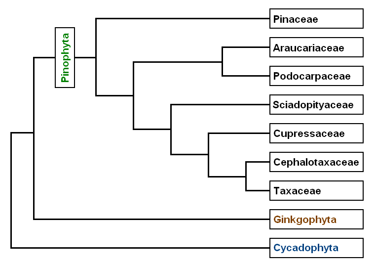 File:Pinophyta.png