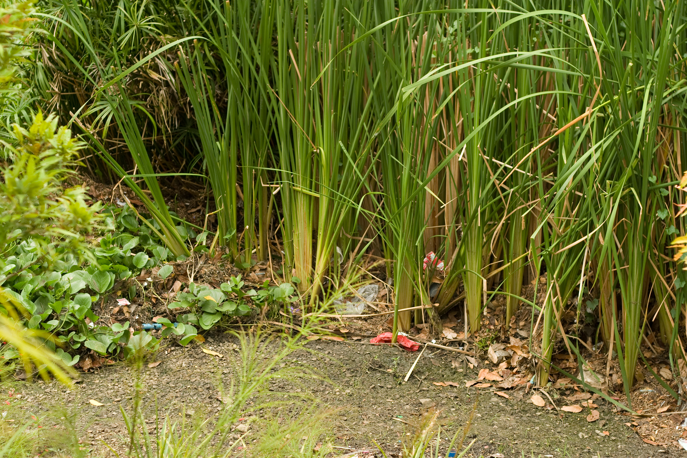 File:Rain Garden (15455930908).jpg - Wikimedia Commons