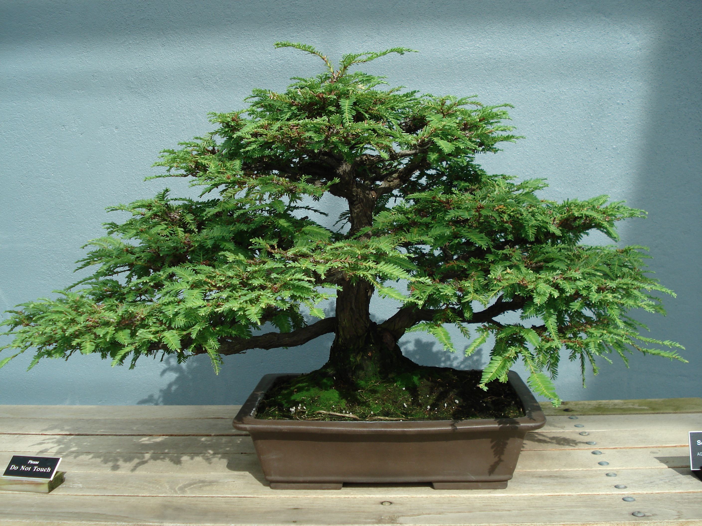 File:Redwood bonsai.JPG - Wikimedia Commons